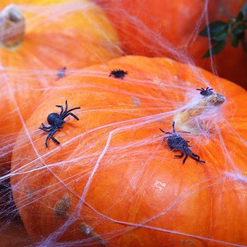 Halloween spindelvæv med edderkopper hvid uhygge