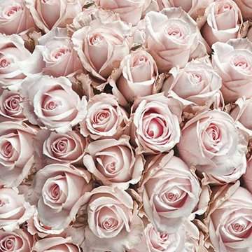 Servietter Roser lyserød 33cm x 33cm, 20 stk. festartikler