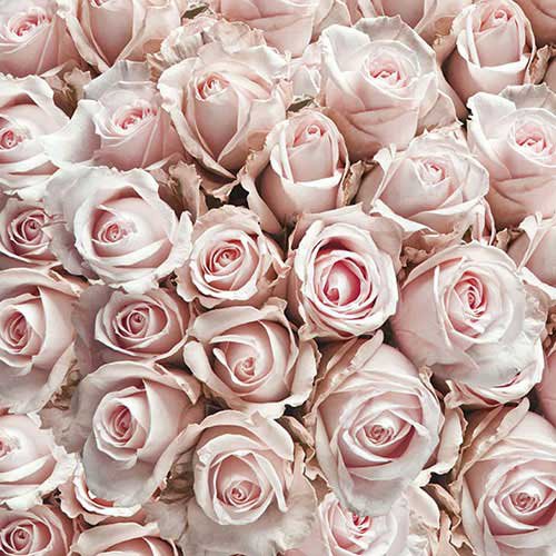 Servietter Roser lyserød 33cm x 33cm, 20 stk. festartikler