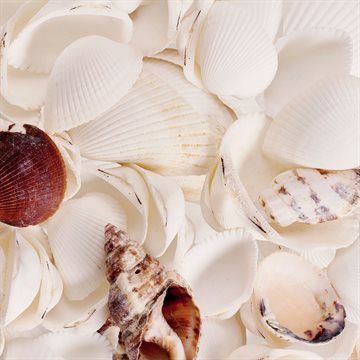 Strandskaller natur, 0,4 liter strandfest og naturtema